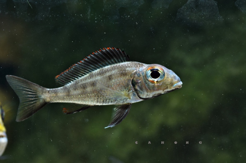 Callochromis macrops 'Chituta Bay'